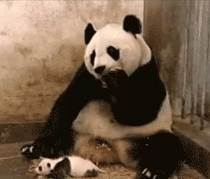 Panda Sneeze GIF - Panda Sneeze Scared - Discover & Share GIFs