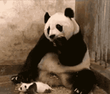 panda sneeze scared