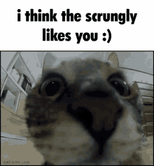 Scrungly I Think The Scrungly Likes You GIF - Scrungly I Think The Scrungly Likes You Cat GIFs