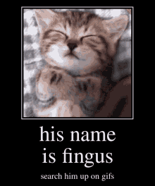 fingus fungus gifs search by image naruto