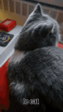 Cat Le Cat GIF - Cat Le Cat Sped Up GIFs