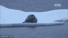Seal Iceberg GIF - Seal Iceberg Polarbear GIFs