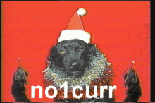 No1curr Dog GIF - No1curr Dog No GIFs