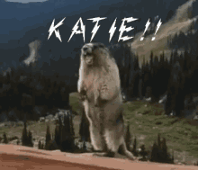 Scream Groundhog GIF - Scream Groundhog Katie GIFs