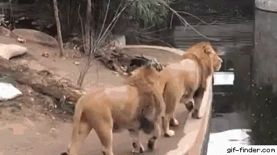 Funny Animal GIF - Funny Animal Fall - Discover & Share GIFs Funny Animal GIF - Funny Animal Fall - Discover & Share GIFs