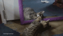 Cat Mirror GIF - Cat Mirror GIFs