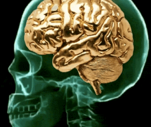 a skull with a golden brain in the middle