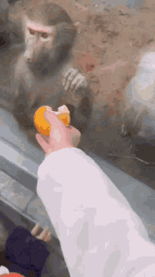 a person is feeding a monkey an orange through a glass door