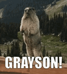 Grayson Marmot GIF