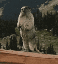 Omg Excited GIF - Omg Excited Gophers GIFs