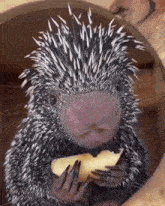 Porcupine Eating Apple GIF - Porcupine Eating Apple Porcupine Eating GIFs