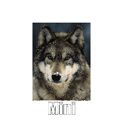 Mini Wolf Sticker - Mini Wolf Minixwolf Stickers