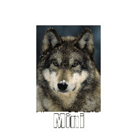 Mini Wolf Sticker