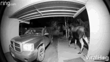 Moose Night Vision GIF - Moose Night Vision Surveillance GIFs