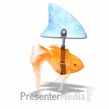 Sharygoldfish Goldsfish GIF