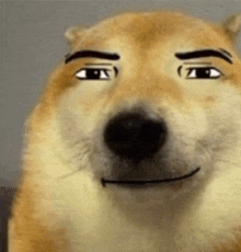 Shiba Shiba Inu GIF