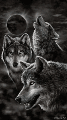 Wolves Animated GIF