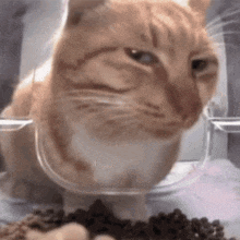a cat is eating food from a clear bowl