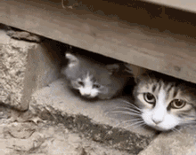 Cute Kitten GIF - Cute Kitten Cat GIFs