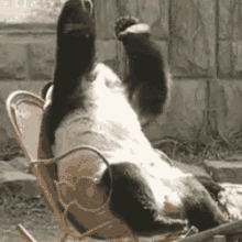 Panda Nope GIF - Panda Nope Dont Like That GIFs