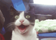 Cat Cute Cat GIF - Cat Cute Cat Cat Shocked GIFs