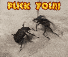 Fuck You Fighting GIF - Fuck You Fighting Bugs Fighting GIFs