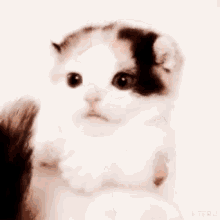 Kitty Kawaii GIF - Kitty Kawaii Cute GIFs