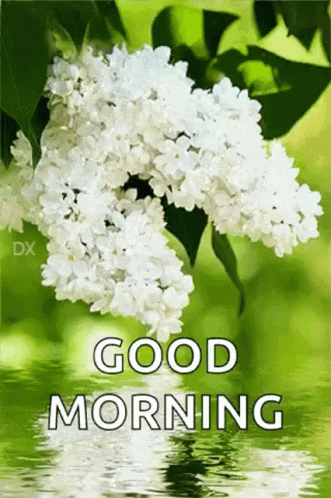 morning wishes with flowers