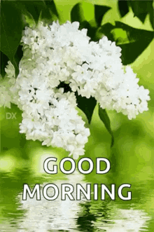 Good Morning Flowers GIF - Good Morning Flowers Greetings GIFs
