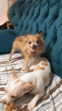 Chihuahua Love GIF