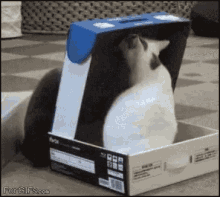 Funny Animals Cat GIF - Funny Animals Cat Boxed Up GIFs