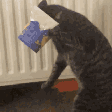 Kovucup Kitten GIF - Kovucup Kitten Animal Fail GIFs
