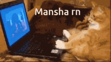 Mansha Cat Laptop GIF - Mansha Cat Laptop Cat GIFs