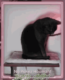 No Pokez Hooman GIF - No Pokez Hooman GIFs