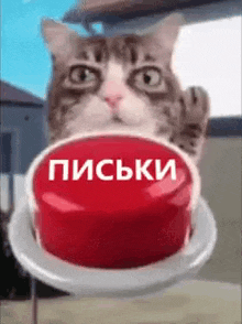 a cat is holding a red button that says письки .
