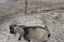 Goat Slip GIF - Goat Slip Slide GIFs