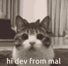 Dev Dev Crash GIF - Dev Dev Crash Cats GIFs