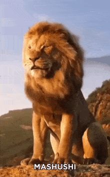Mashushi Lion Me Lion GIF - Mashushi Lion Me Lion Mashushi Lion GIFs
