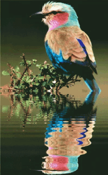 Bird Reflection Water GIF - Bird Reflection Water Art GIFs