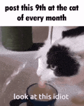 Post This Cat 9th Of Every Month GIF - Post This Cat 9th Of Every Month Cat GIFs