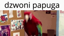 Dzwoni Papuga GIF - Dzwoni Papuga Dzwoni Papuga GIFs