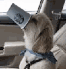 a dog wearing a bow tie and a cup on its head is sitting in a car .