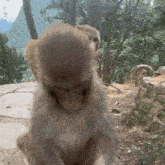 a close up of a monkey 's face with a mountain in the background