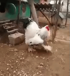 chicken-giant.gif