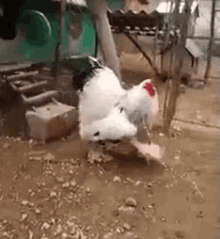 Giant Chicken GIF - Chicken Giant Large GIFs