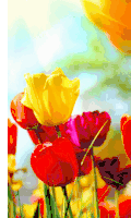 a bunch of colorful flowers in a field