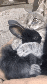 a cat is holding a rabbit in its arms