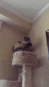 Dax Cat GIF - Dax Cat Playing GIFs