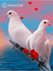 Valentine कबूतर GIF - Valentine कबूतर शांति GIFs