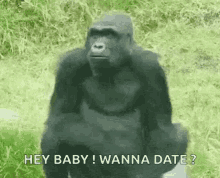 gorilla mating licking mating call hey baby
